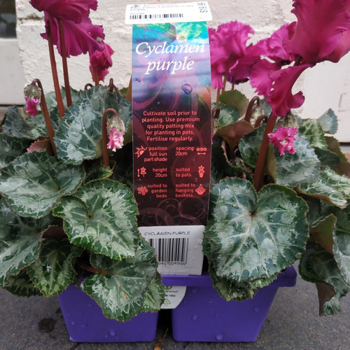 Easy Colour Cyclamen Frilly Purple Punnet