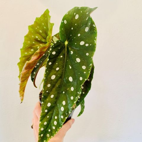 Begonia maculata 130 mm