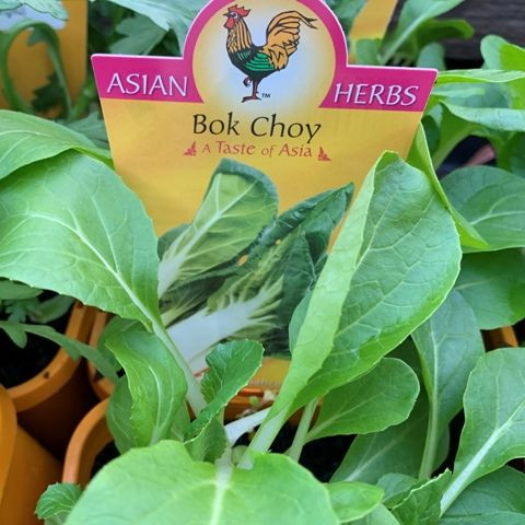 Bok Choy 100 mm
