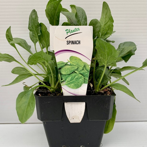 Spinach 100 mm