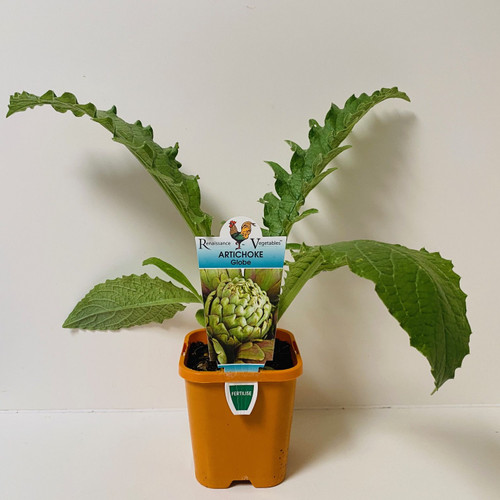 Artichoke Globe  100 mm