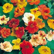 Fothergill Seed Nasturtium Jewel
