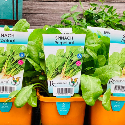 Perpetual Spinach 100 mm