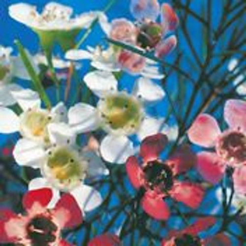 Fothergill Seed Wildflower Geraldton Wax