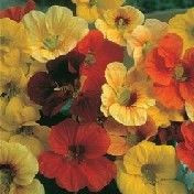 Fothergill Seed Nasturtium Tiptop
