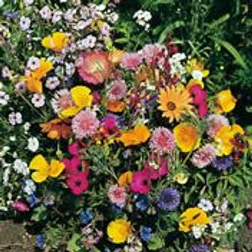 Fothergill Seed Rockery Mix