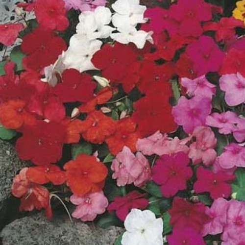 Fothergill Seed Impatiens Safari