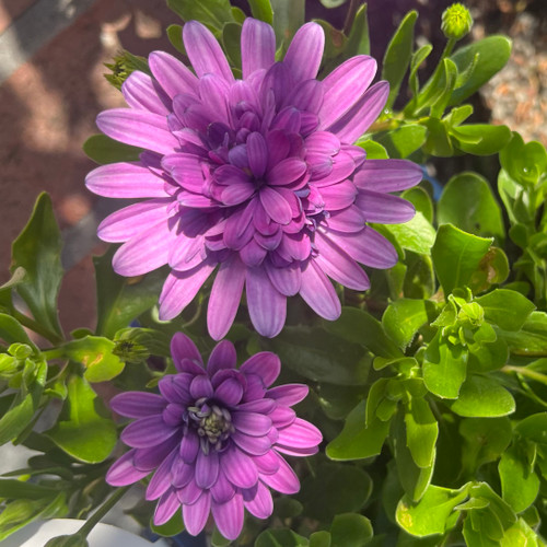 Osteospermum '3D Violet Berry' 150 mm (70729) 150 mm Osteospermum '3D Violet Berry' 150 mm (70729) 150 mm