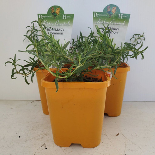 Rosmarinus officinalis 100 mm