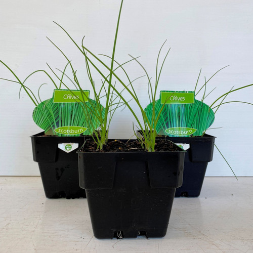 Chives 100 mm