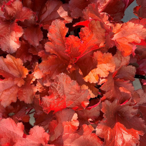 Heuchera 'Forever Red' 200 mm