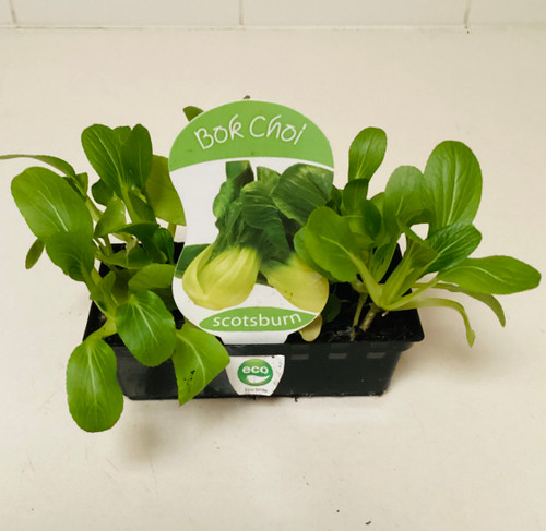 Bok Choi