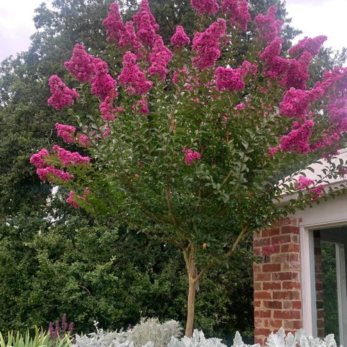 Lagerstroemia 'Zuni' 330 mm