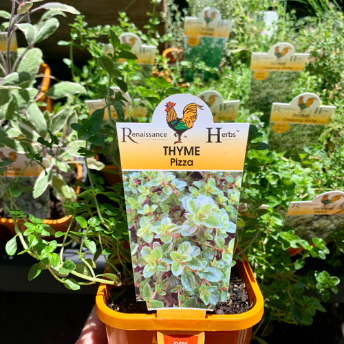 Thyme Italian 'Pizza' 100 mm