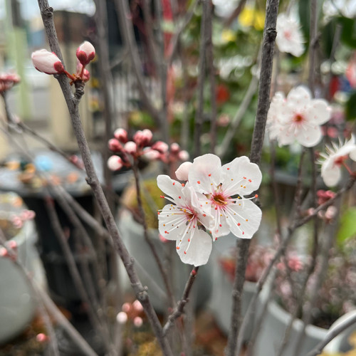Prunus Cerasifera Oakville Crimson Spire 330 mm