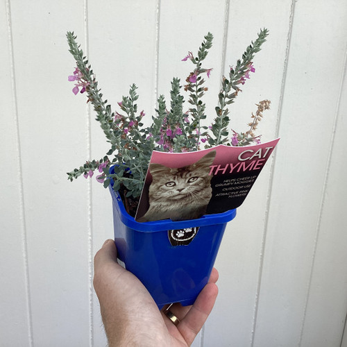 Cat Thyme 100 mm