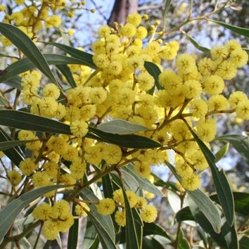 Acacia pycnantha 140 mm
