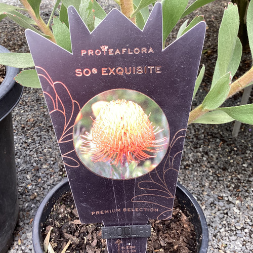 Leucospermum 'So Exquisite' 140 mm