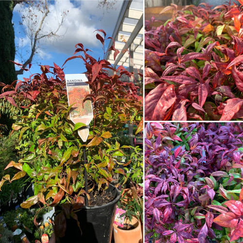 Nandina domestica 'Nana' 170 mm