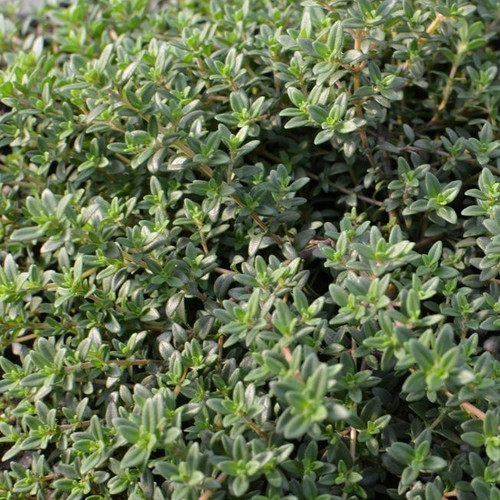 Thyme 'Bbq' 100 mm