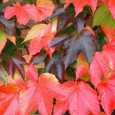 Parthenocissus tricuspidata 140 mm