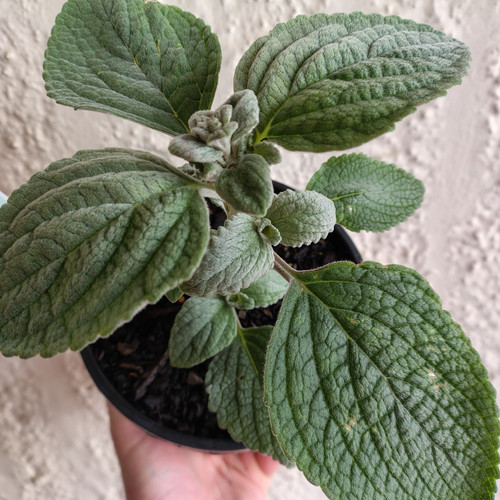 Plectranthus argentatus 140 mm Plectranthus argentatus 140 mm