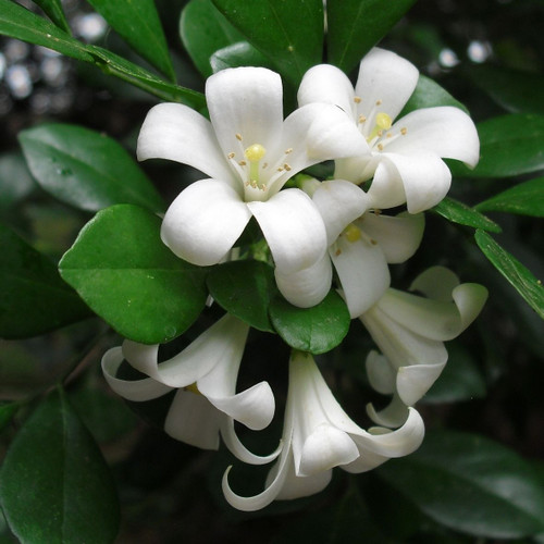 Murraya paniculata 140 mm