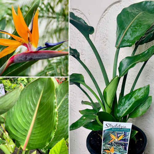 Strelitzia reginae 200 mm Strelitzia reginae 200 mm