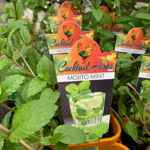 Mint 'Mojito' 100 mm