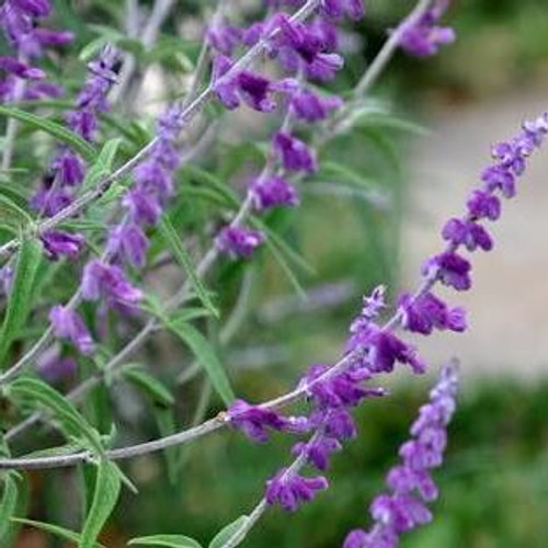 Salvia leucantha 140 mm