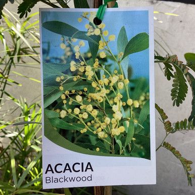 Acacia melanoxylon 140 mm