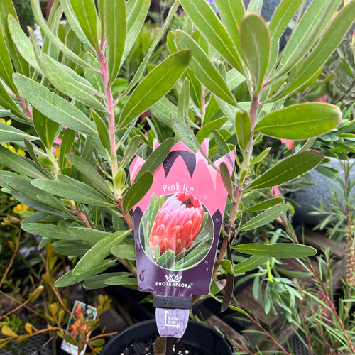 Protea 'Venus' 140 mm