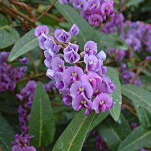 Hardenbergia violacea 'Happy Wanderer' 200 mm