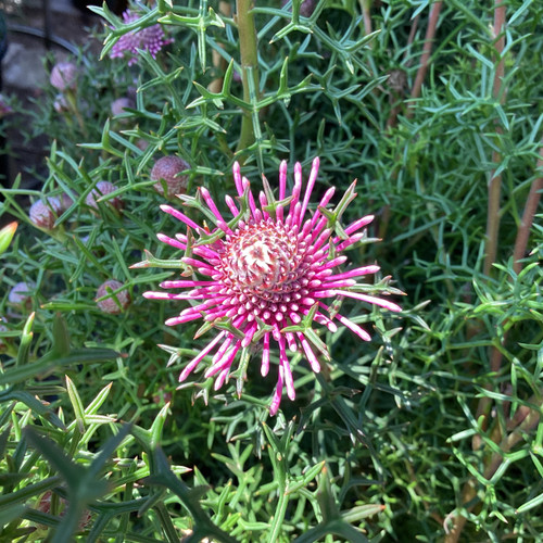 Isopogon formosus 200 mm