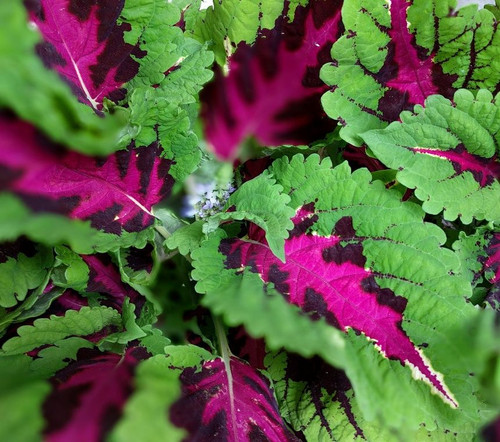 Coleus 'Le Freak'