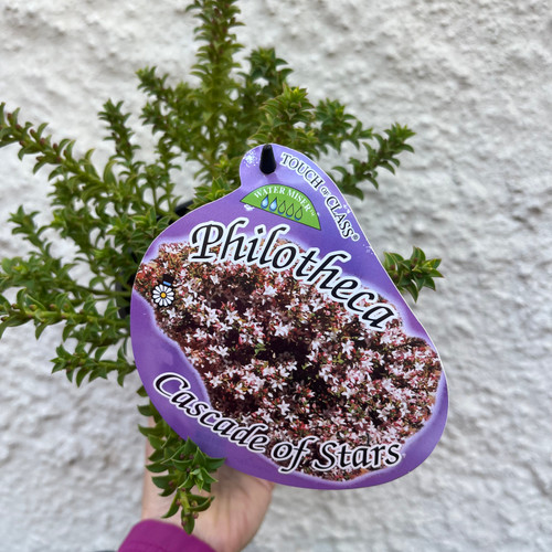Philotheca 'Cascade of Stars' 140 mm