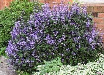 Plectranthus 'Mona Lavender' 14cm 140 mm