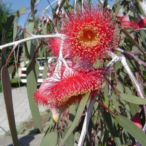Eucalyptus caesia 'Silver Princess' 140 mm