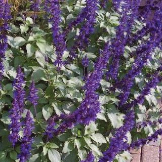 Salvia 'Mystic Spires Blue' 140 mm