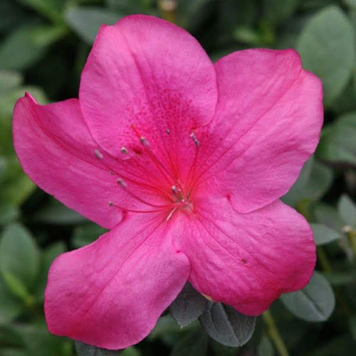 Azalea 'Madeleine' 170 mm