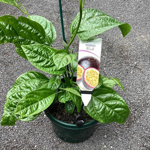 Edible Shrubs & Vines