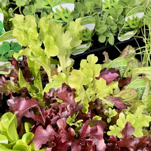 Herb & Veg Seedlings