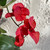Bougainvillea 'Scarlet O'Hara' 200 mm