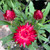 Bracteantha 'Mohave Dark Red' 200 mm