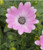 Osteospermum 'Serenity Pink' 140 mm