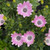 Osteospermum 'Serenity Pink' 140 mm