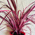 Cordyline 'Electric Pink' 170 mm