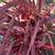 Cordyline 'Electric Pink' 170 mm