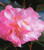 Camellia 'Federation' 250 mm Camellia 'Federation' 250 mm