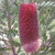Banksia Praemorsa Wine 140 mm